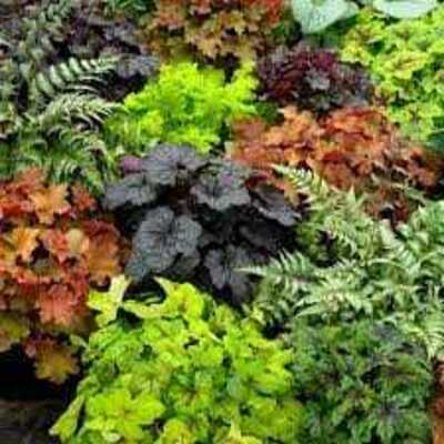 ASSORTED HEUCHERA 1gal