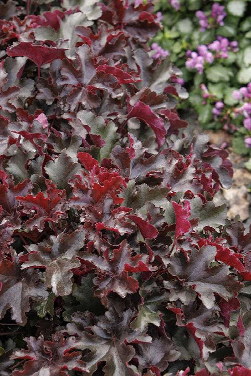 BALBOA SUNSET HEUCHERA 1gal