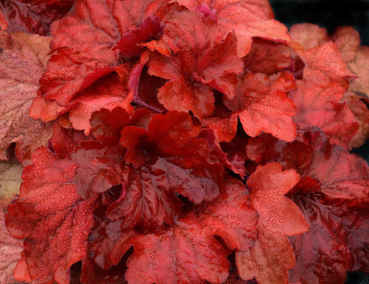FIRE ALARM HEUCHERA 1gal