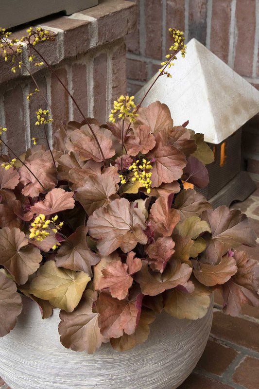 ORANGE DELIGHT HEUCHERA 1gal