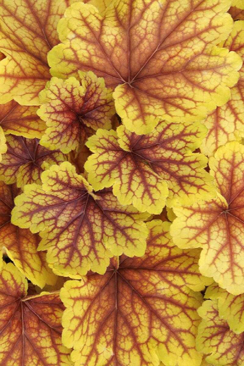 RED LIGHTNING HEUCHERA 1gal