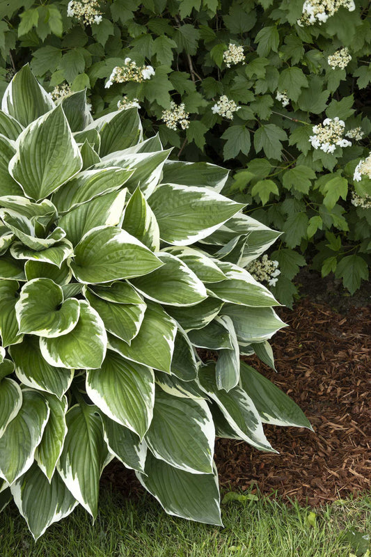 FRANCEE HOSTA 1gal