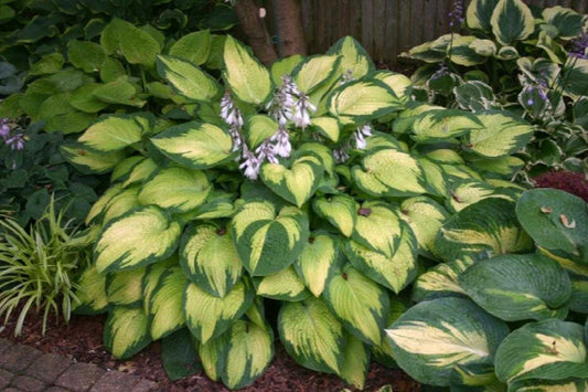 PAUL'S GLORY HOSTA 1gal