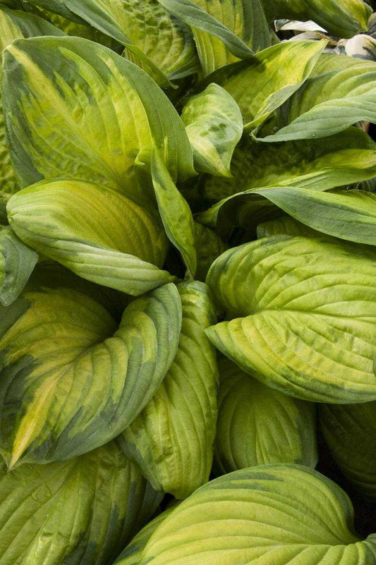 MARMALADE HOSTA 2gal