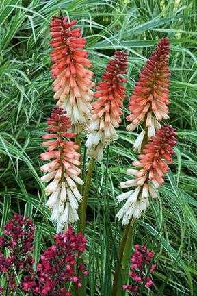 POCO ORANGE KNIPHOFIA 1gal