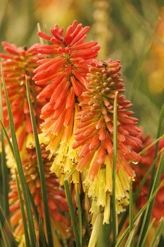 ROCKET JR. KNIPHOFIA 1gal