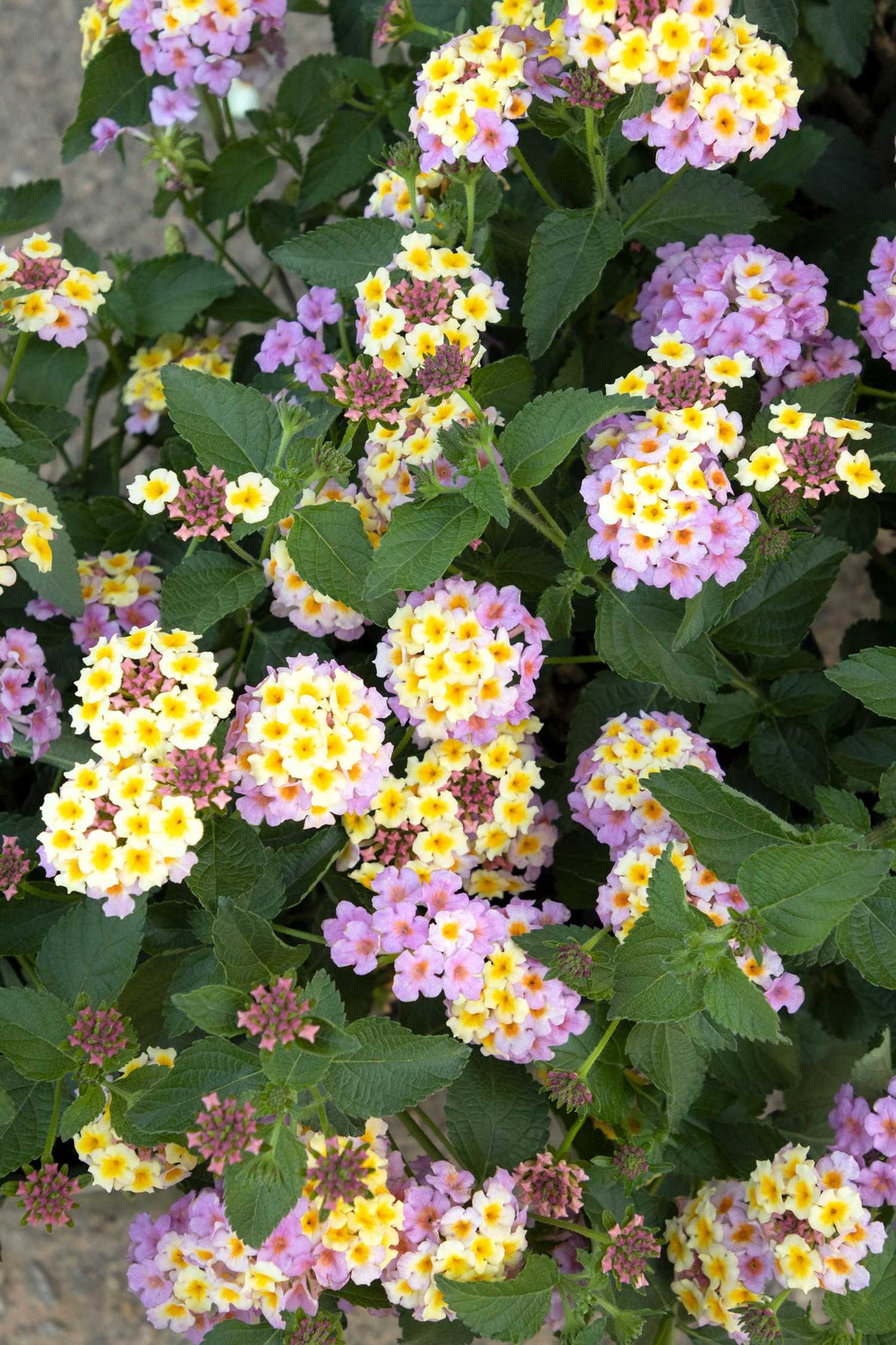 MARY ANN LANTANA 1gal