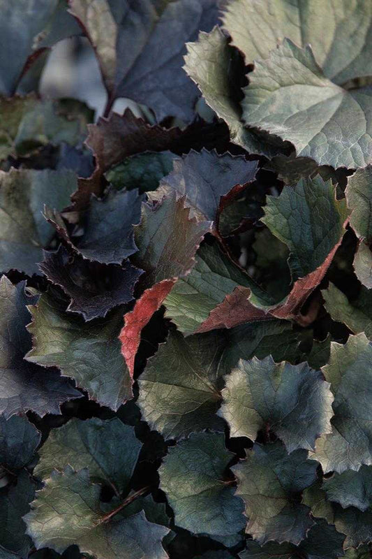 PANDORA LEOPARD PLANT 1gal