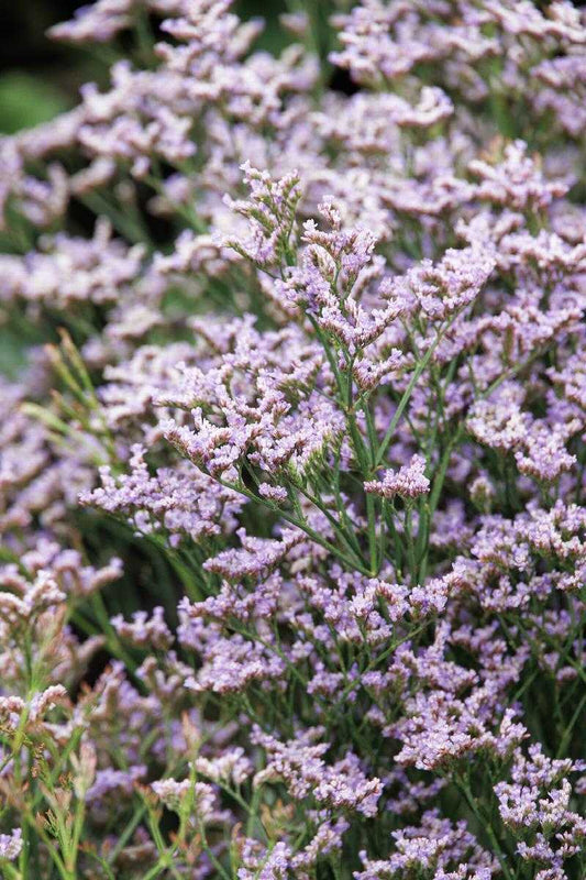 DAZZLE ROCKS LIMONIUM 1gal