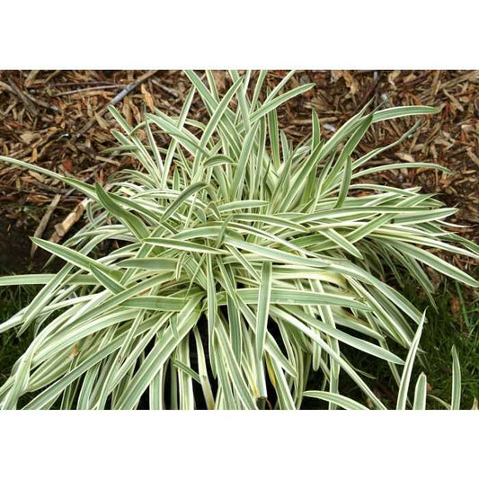 LIRIOPE SILVER DRAGON 1 GAL