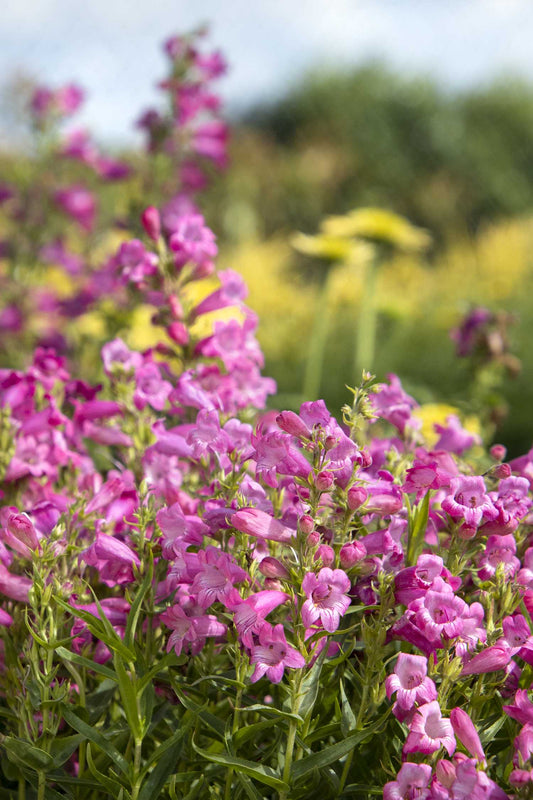 HARLEQUIN PINK PENSTEMON 1gal