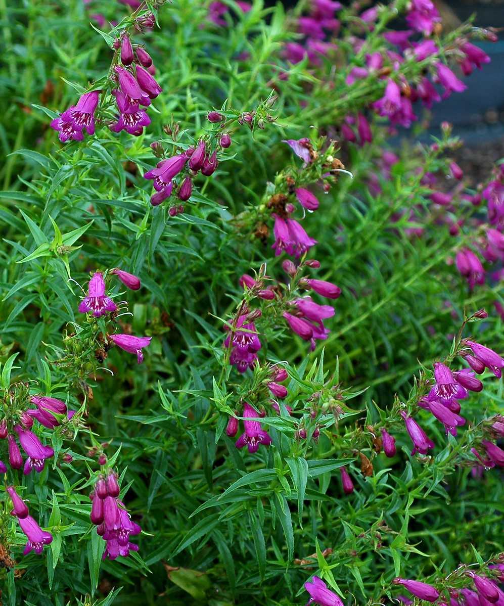 HARLEQUIN PURPLE PENSTEMON 1gal