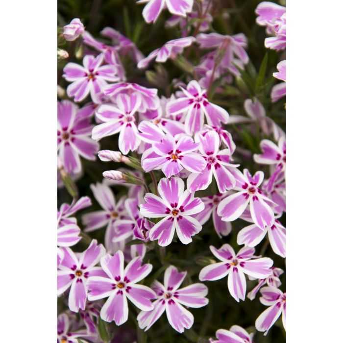 CANDY STRIPE CREEPING PHLOX LITTLE ONE