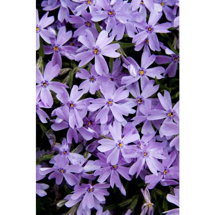 EMERALD BLUE PHLOX 1gal