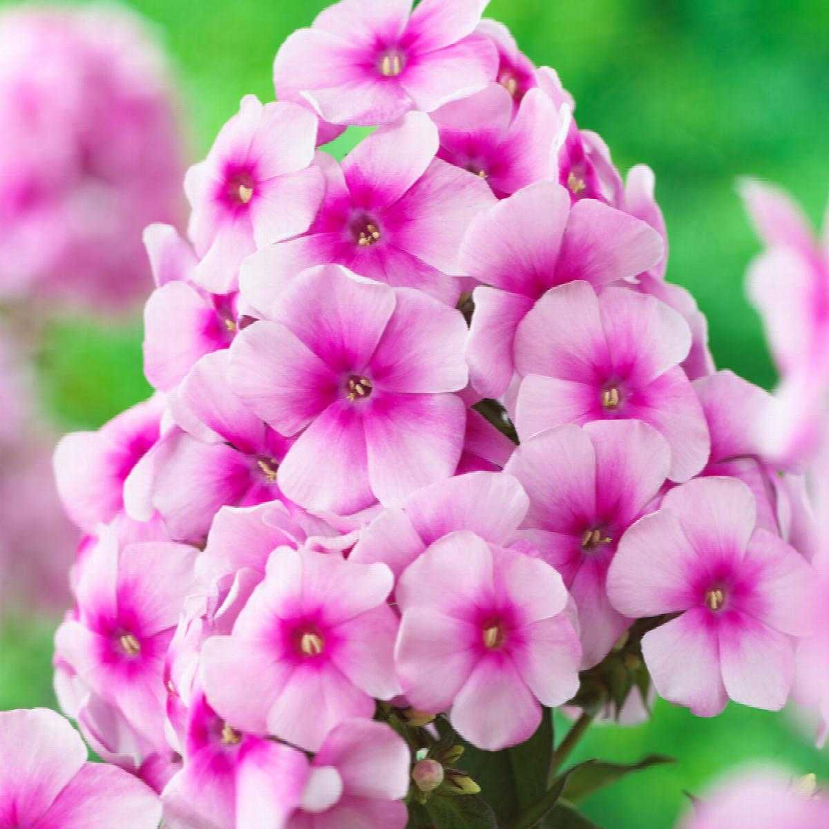 CANDY STRIPE CREEPING PHLOX 1gal