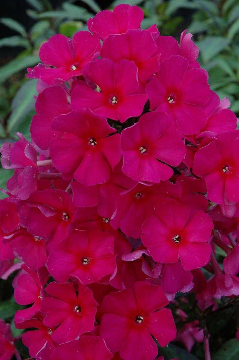CERISE PHLOX 1gal