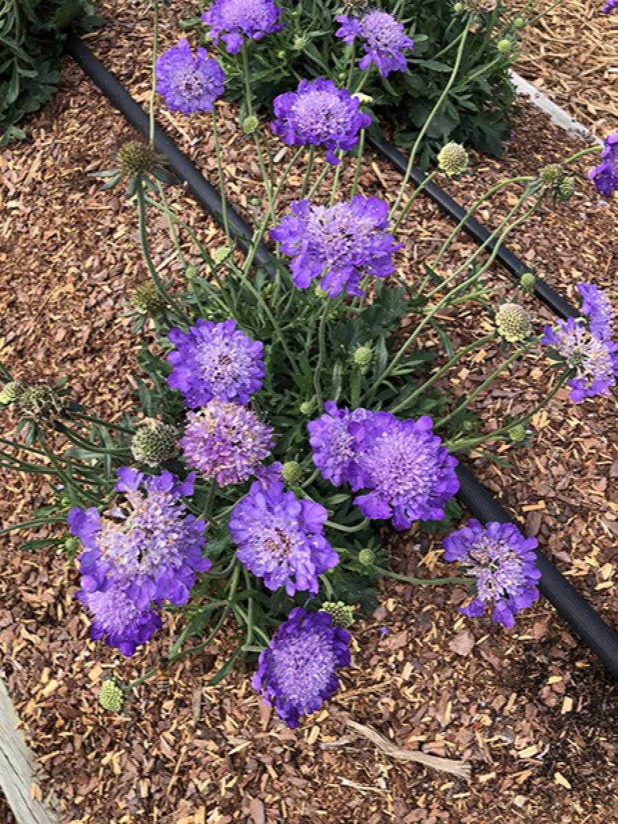 ASSORTED PINCUSHION FLOWER 1gal