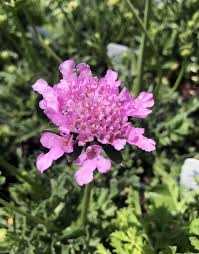FLUTTER ROSE PINK PINCUSHION FLOWER 1gal