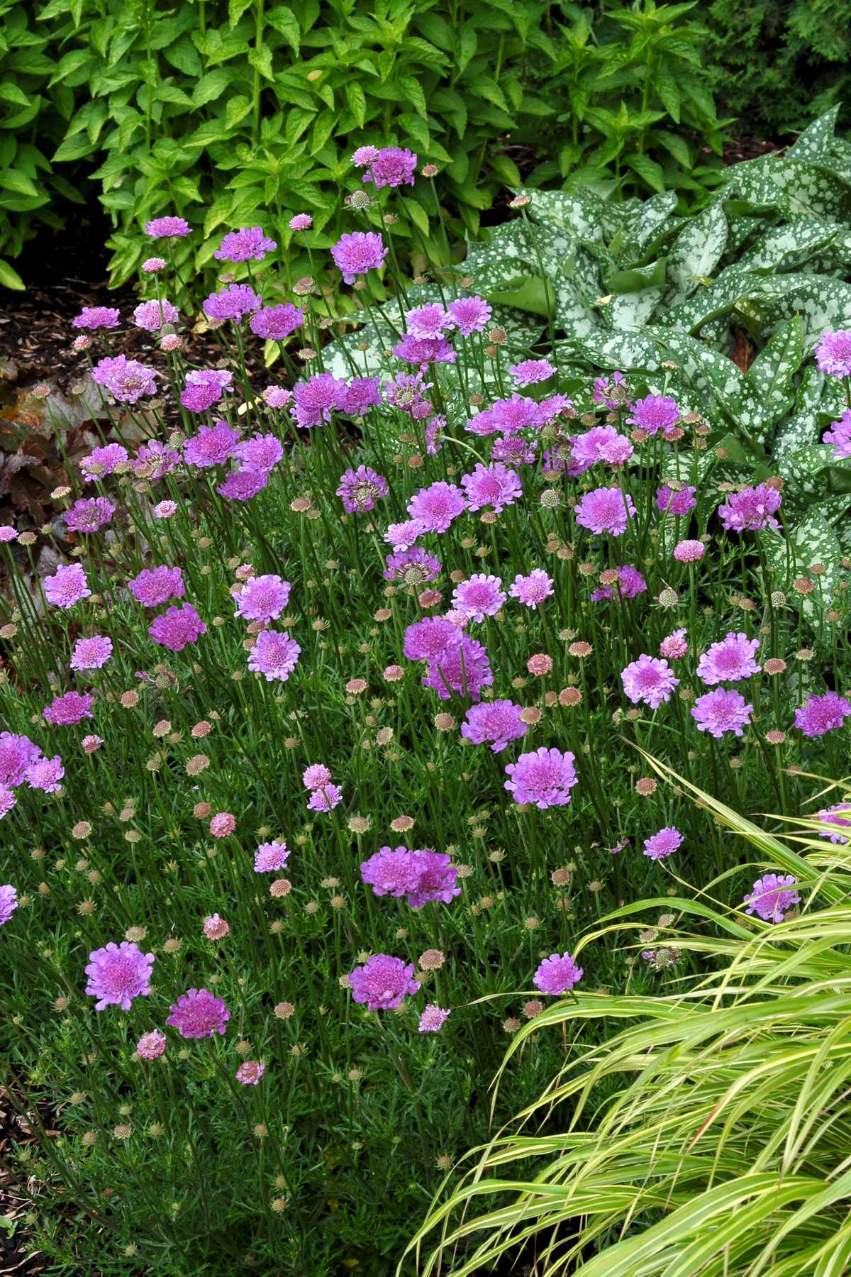 ASSORTED PINCUSHION FLOWER 1gal
