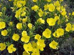 SUNDROPS PRIMROSE 1gal