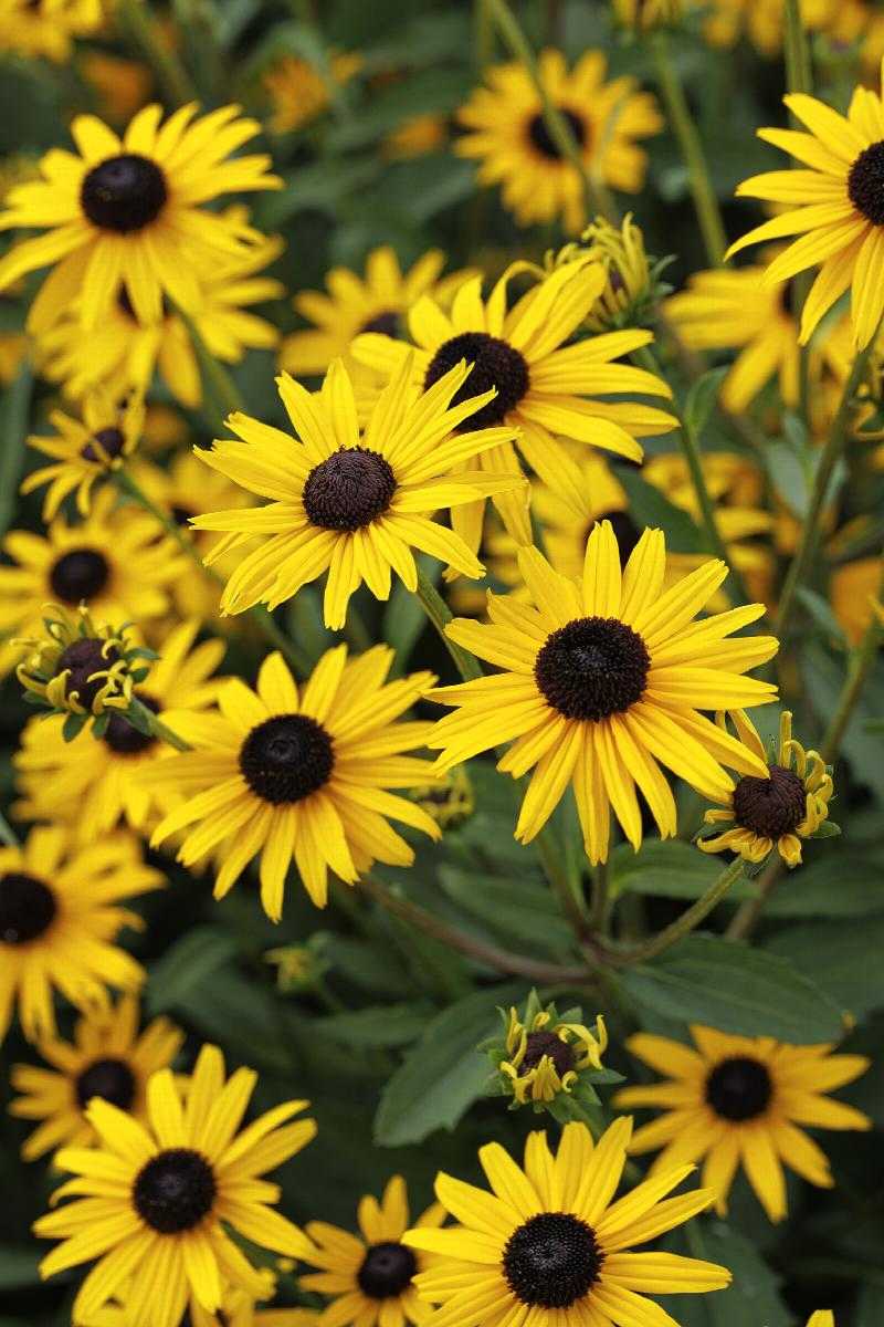 EARLY BIRD GOLD RUDBECKIA 1gal
