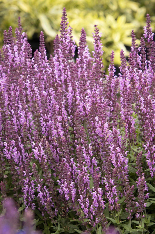 APEX PINK SALVIA 1gal