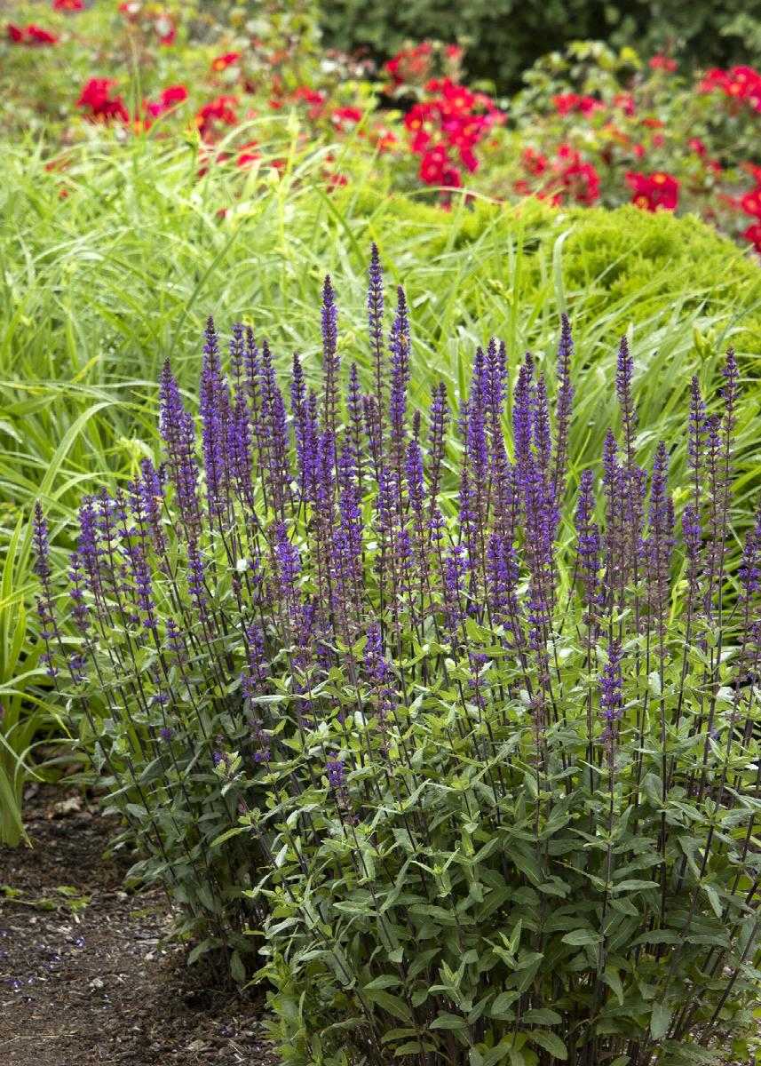 CARADONNA SALVIA 1gal