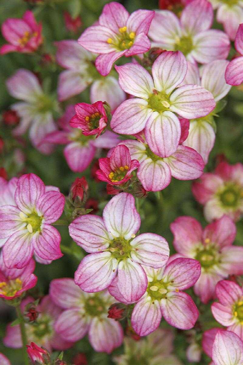 PINK SAXIFRAGA 1gal