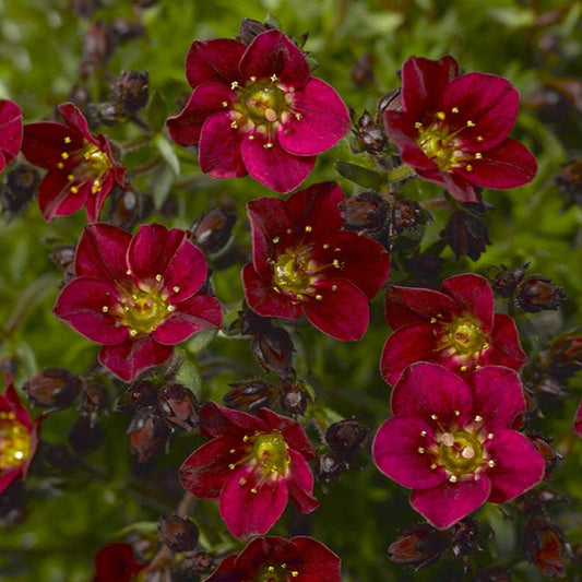 RED SAXIFRAGA 1gal