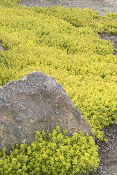 ANGELINA SEDUM 1gal