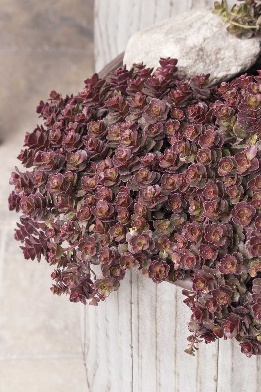 SEDUM BRONZE CARPET 1 gal
