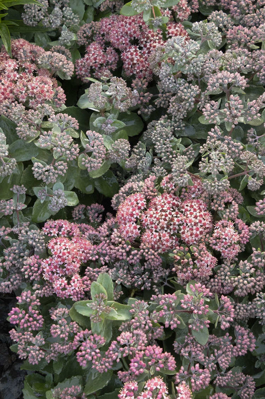 SEDUM PURPLE CRUSH 1 GAL
