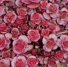 SEDUM SPOT ON PINK 1 GAL