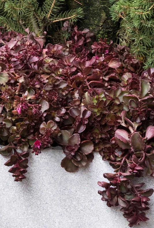 SEDUM VOODOO 1 QT