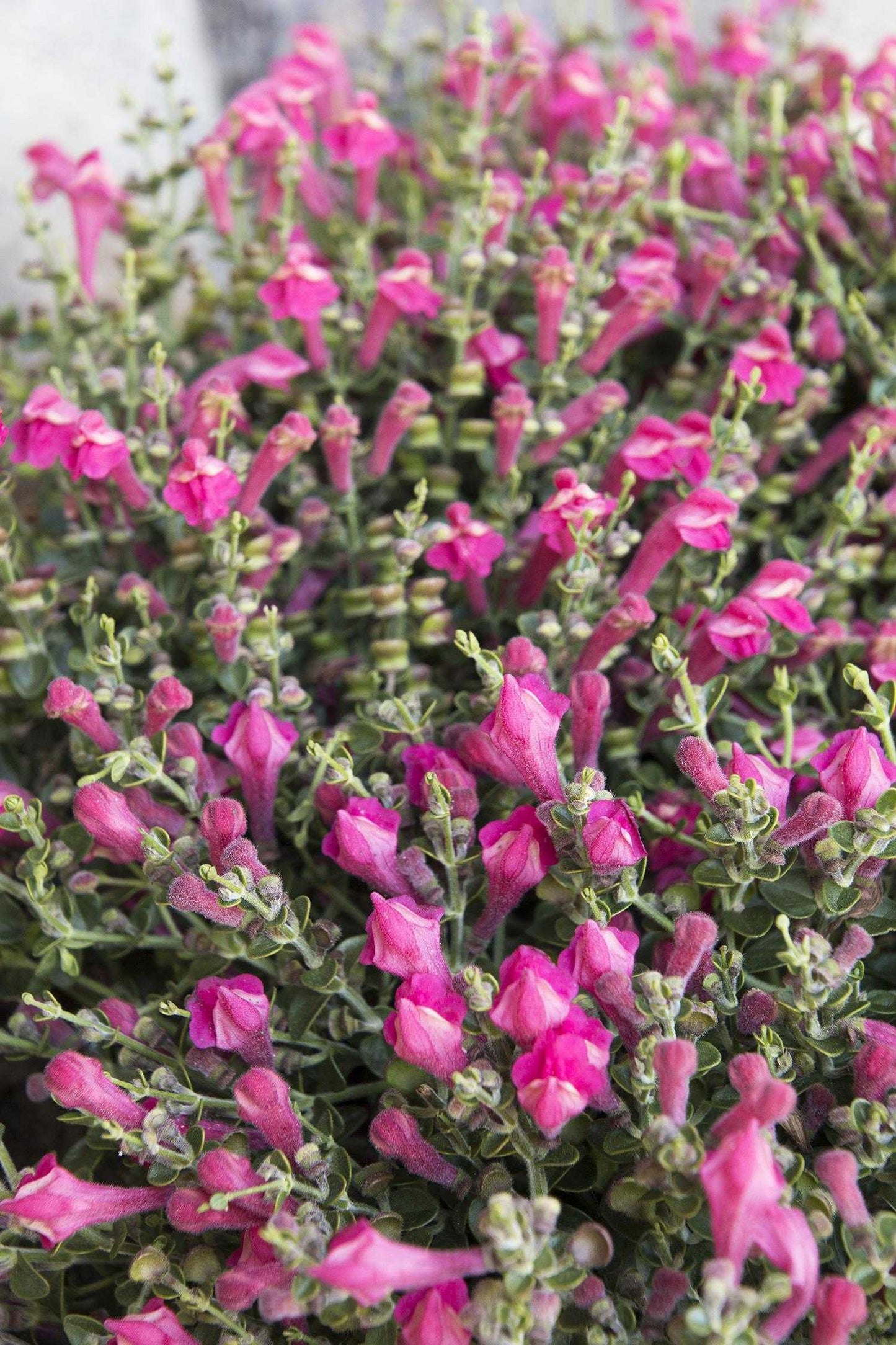 PINK TEXAS SKULLCAP 1gal