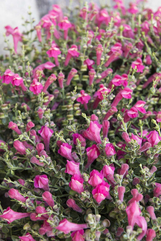 PINK TEXAS SKULLCAP 1gal
