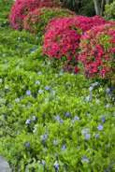 VINCA MINOR 1gal