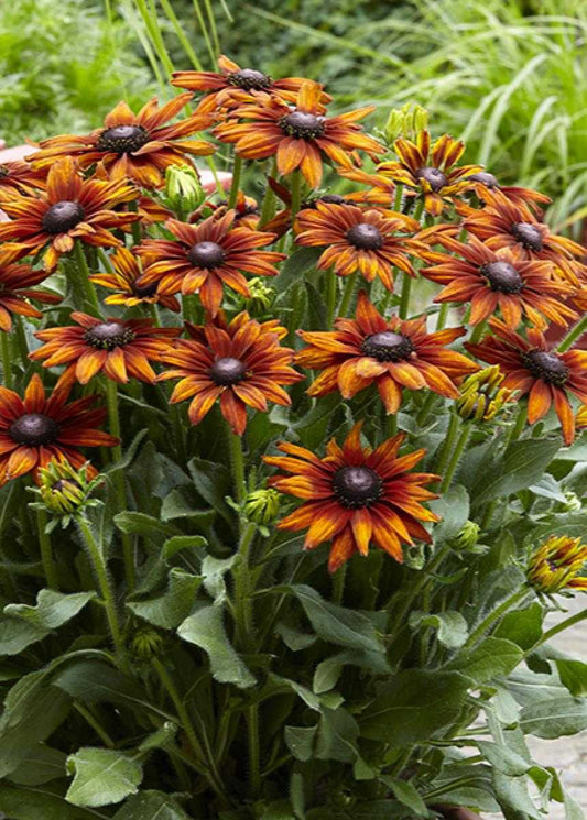 ASSORTED ECHIBECKIA 2gal