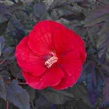 RED DWARF HIBISCUS 3gal