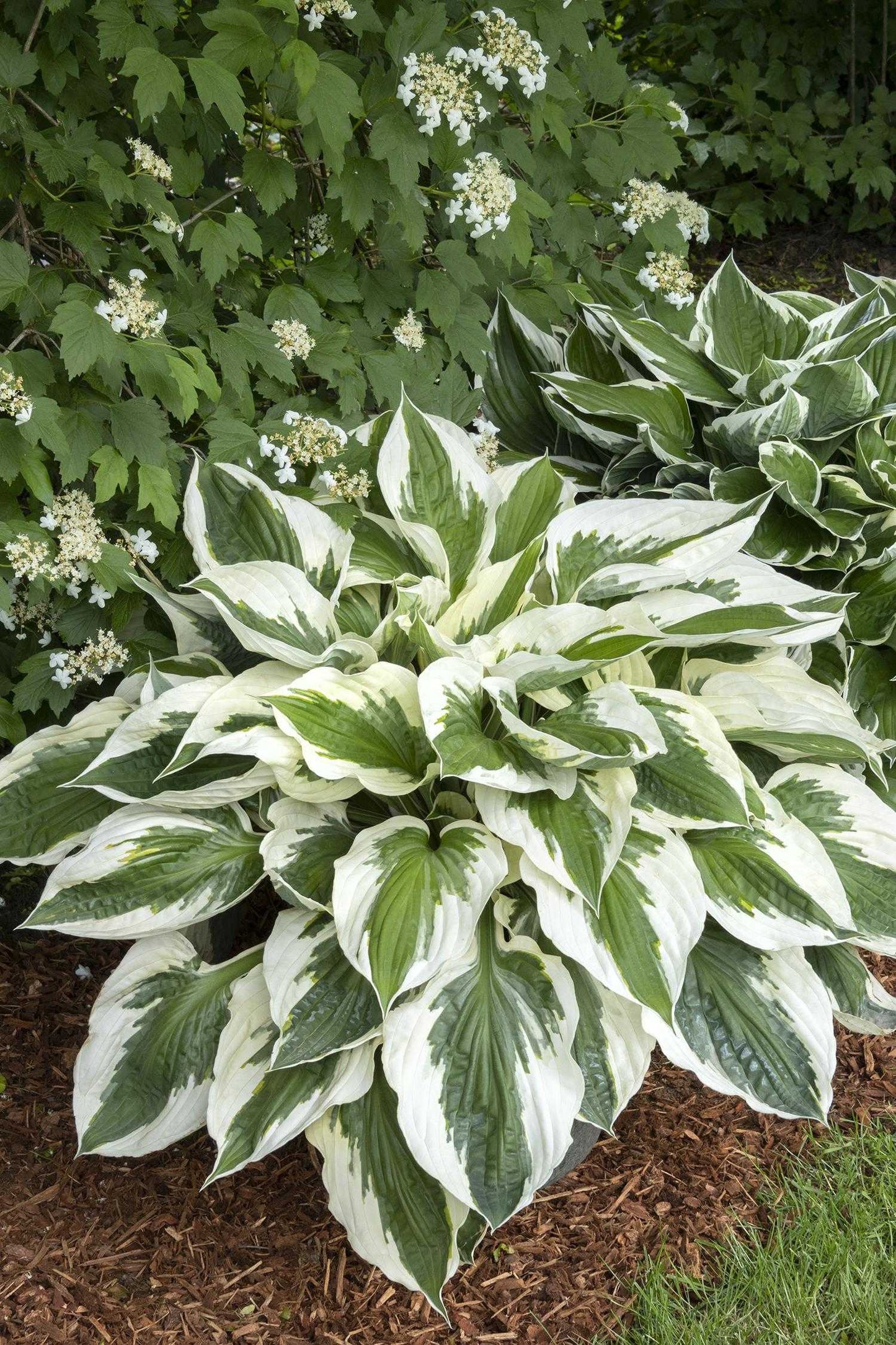 PATRIOT HOSTA 2gal