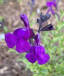 ULTRA VIOLET SALVIA 1gal