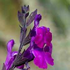 ULTRA VIOLET SALVIA 1gal