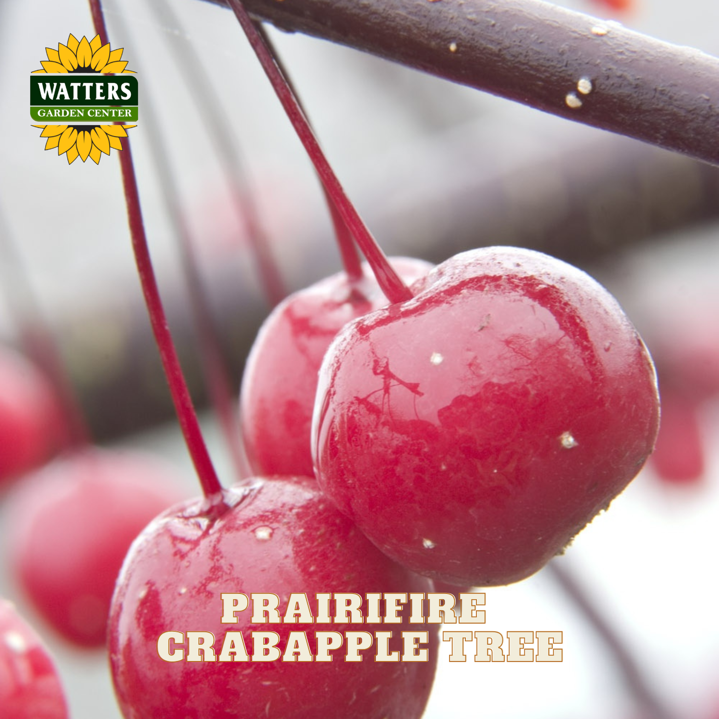 Close-up of glossy red cherries hanging from a branch, with the Watters Garden Center logo in the top left and the text 'PRAIRIFIRE CRABAPPLE TREE' across the bottom.