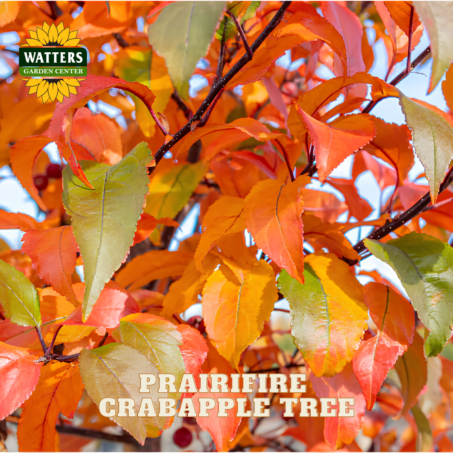 Close-up of autumn leaves on a crabapple tree with orange, red, and yellow foliage, featuring the Watters Garden Center logo and the text 'PRAIRIFIRE CRABAPPLE TREE'.