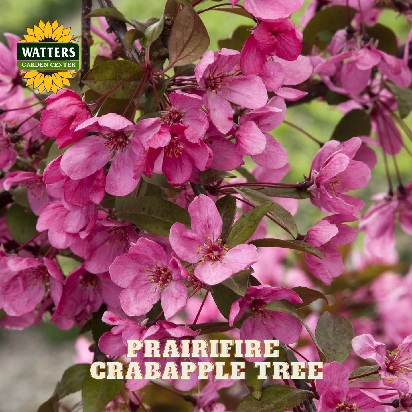 Prairifire crabapple tree in full bloom with bright pink flowers and dark green leaves, shown close up on the tree branch. Features the Watters Gardens Center logo in the top left and 'PRAIRIFIRE CRABAPPLE TREE' text overlay at the bottom.