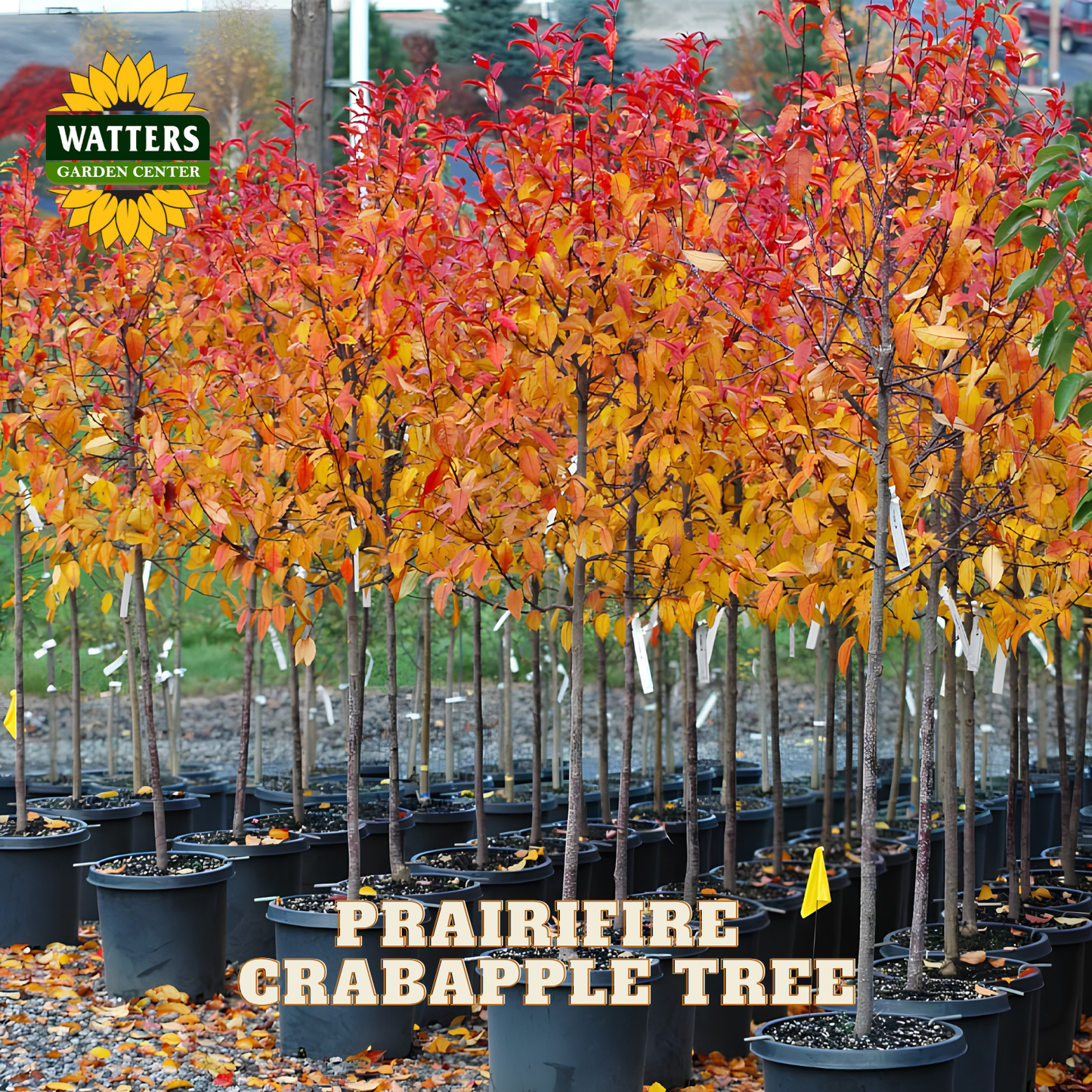 Prairifire crabapple tree pots in a nursery row, featuring vibrant red, orange, and yellow autumn leaves. The Watters Gardens Center logo is in the top-left corner, and 'PRAIRIFIRE CRABAPPLE TREE' is written at the bottom.