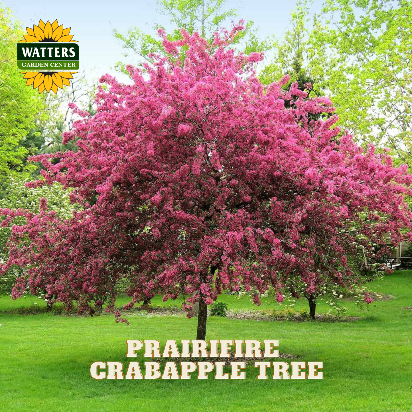 Prairifire crabapple tree in full pink bloom, shown as a live plant listing from Watters Garden Center. The tree features dense, vibrant pink flowers on a green lawn with other trees in the background.