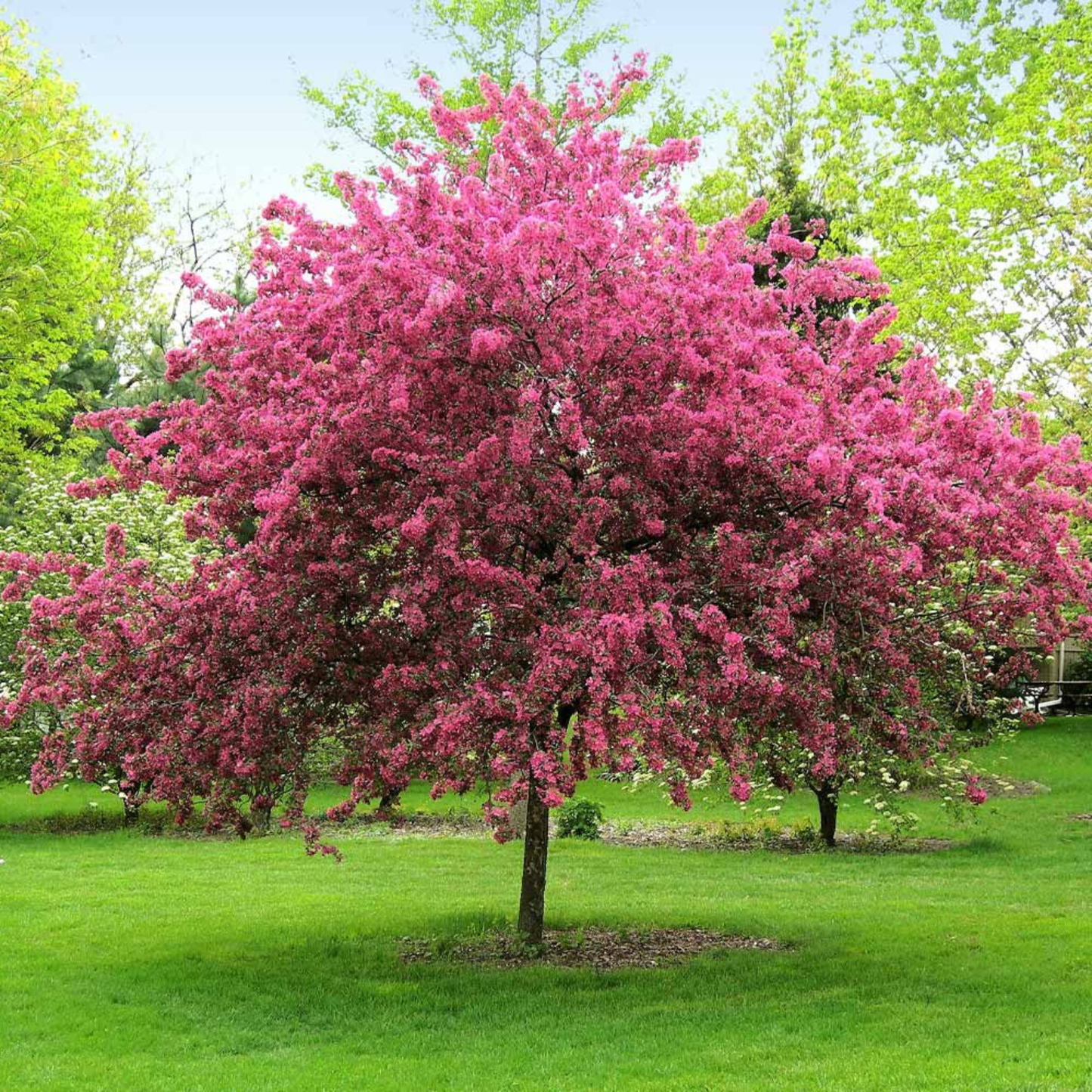 A flowering tree in full bloom with dense bright pink blossoms, standing in a green lawn with other trees in the background.