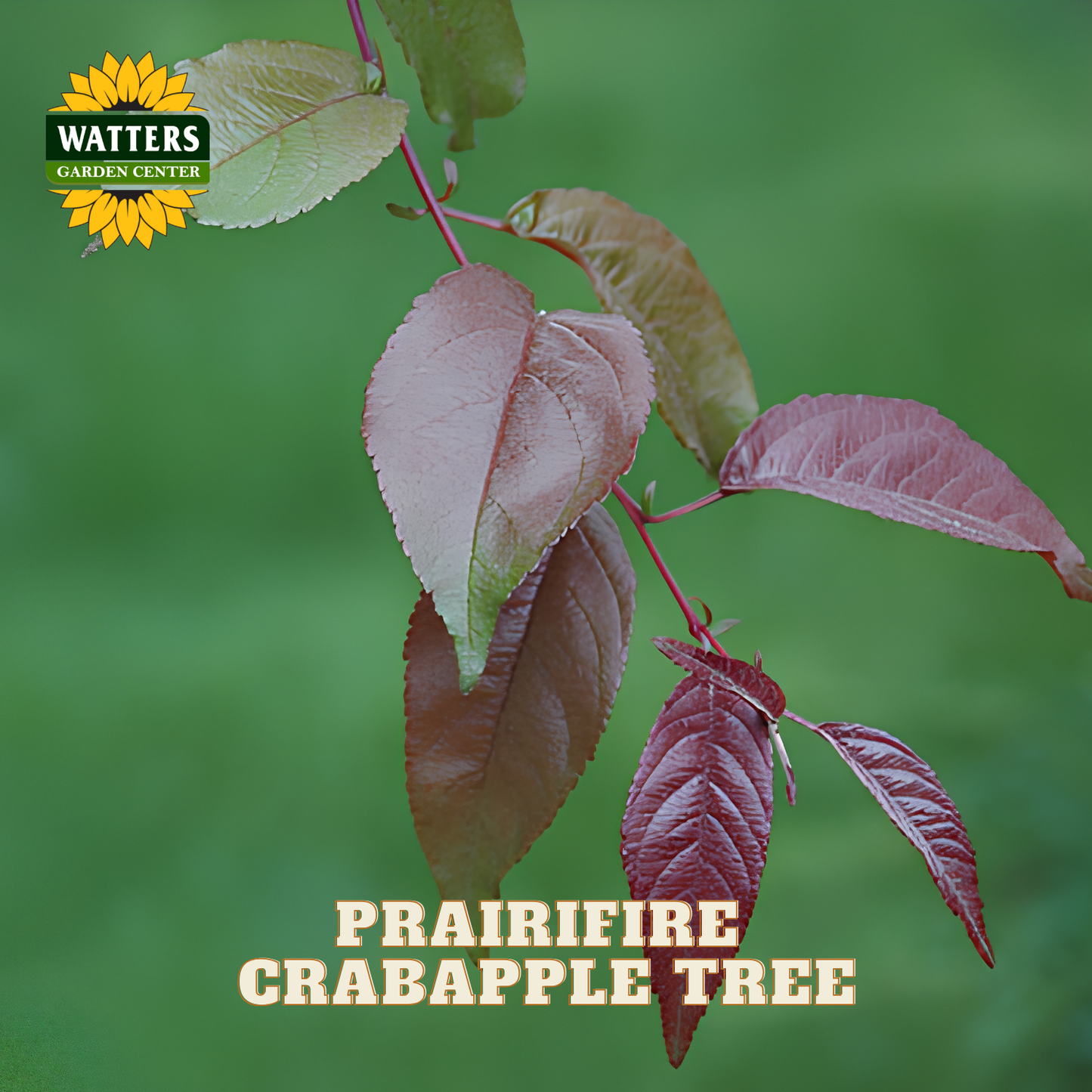 Prairifire crabapple tree branch with reddish-purple leaves against a green blurred background, with the Watters Garden Center logo in the top left and the text 'PRAIRIFIRE CRABAPPLE TREE' at the bottom.