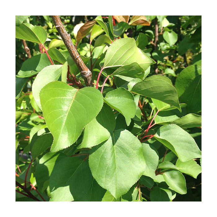 MORMON CHINESE APRICOT TREE 7gal